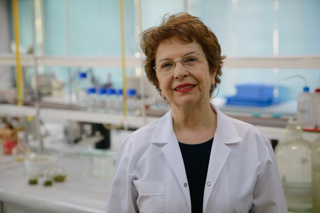 Kansere "pelemir otu" çare olacak